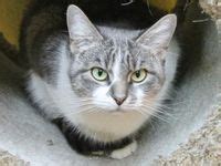 waggin tails benbrook texas|adopt .